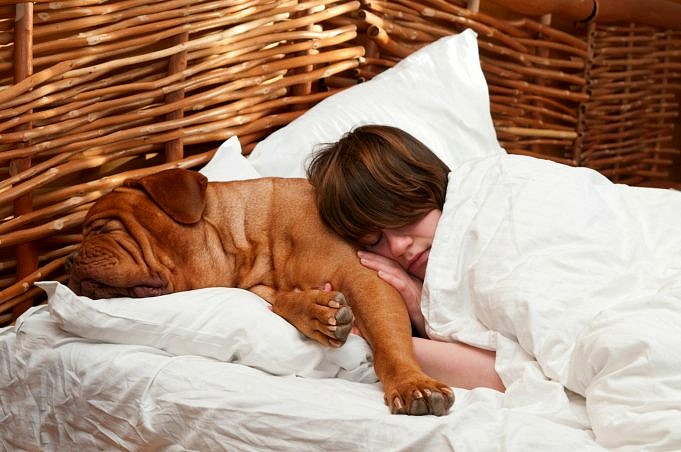 Is 's Nachts Slapen Met Uw Hond Slecht Voor Uw Gezondheid?